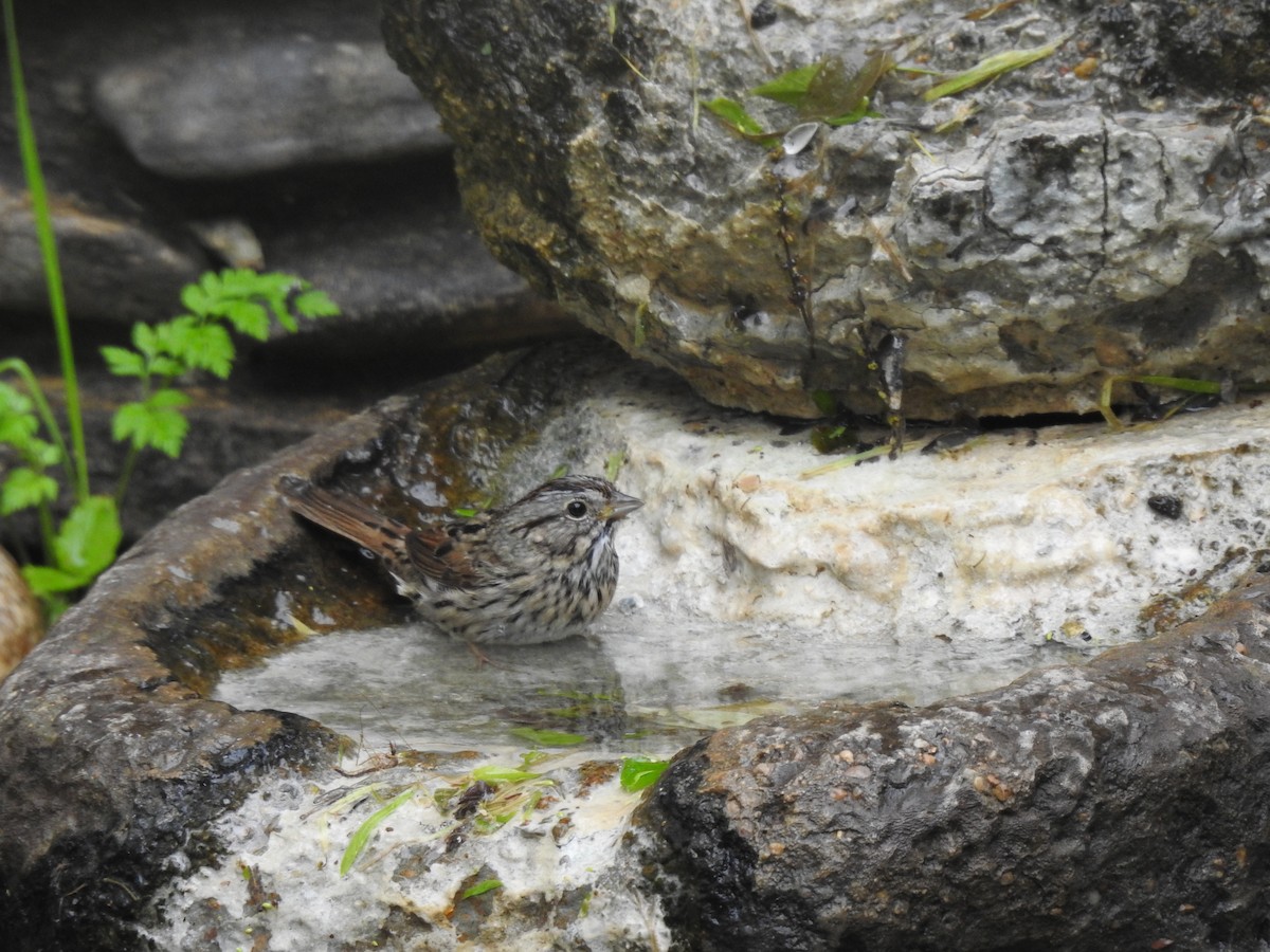 Lincoln's Sparrow - ML617293676