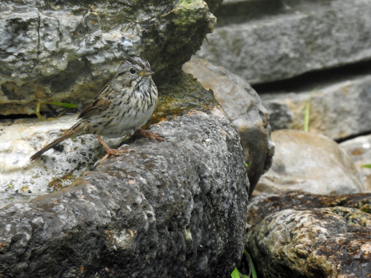 Lincoln's Sparrow - ML617293677