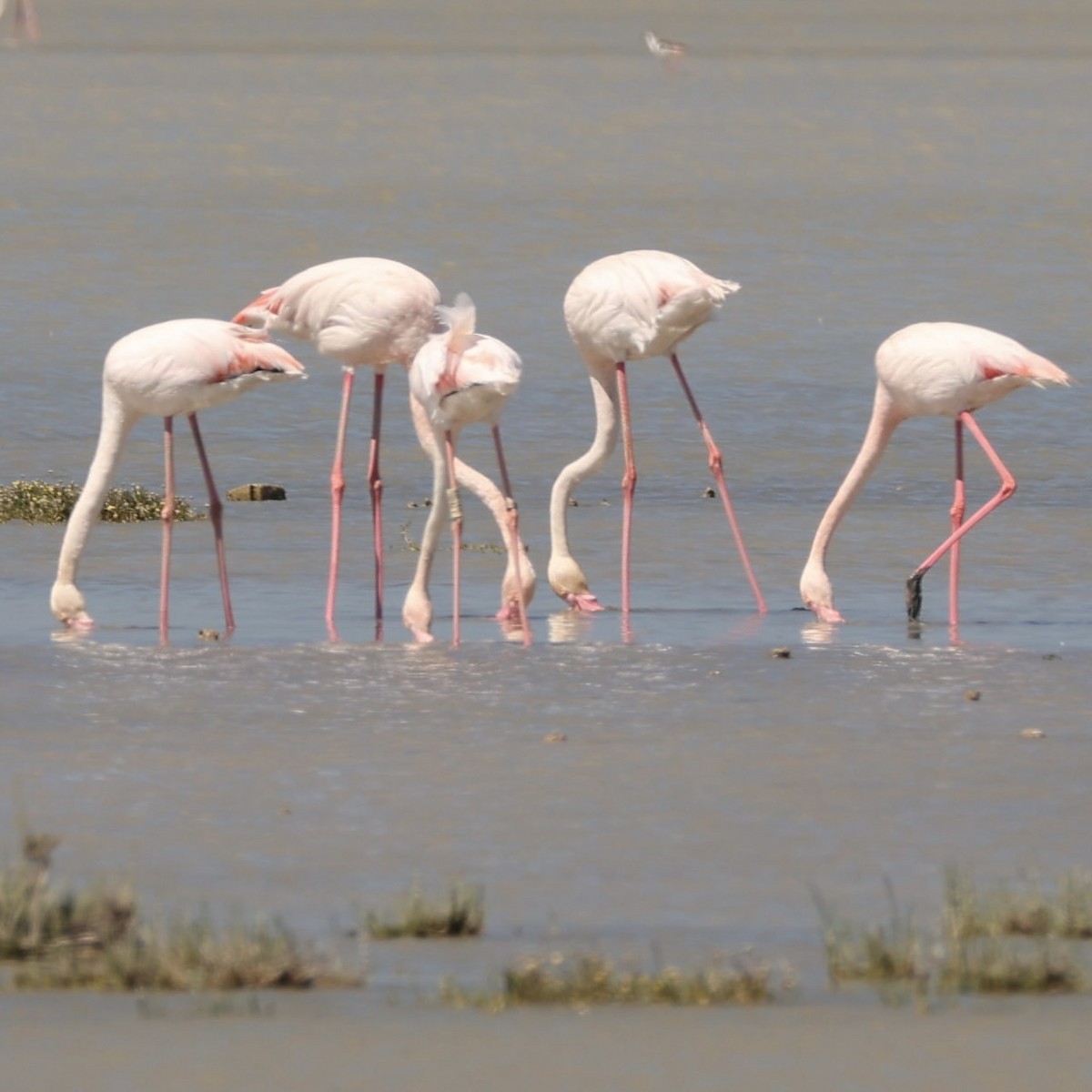 Greater Flamingo - Simon Robinson