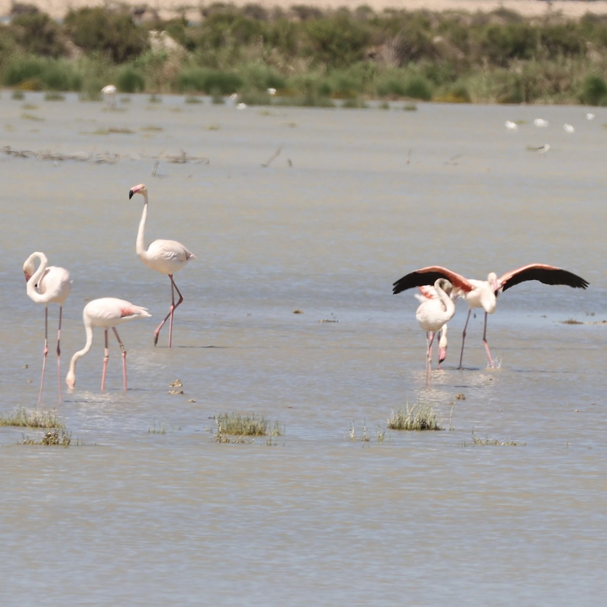 Greater Flamingo - ML617293693