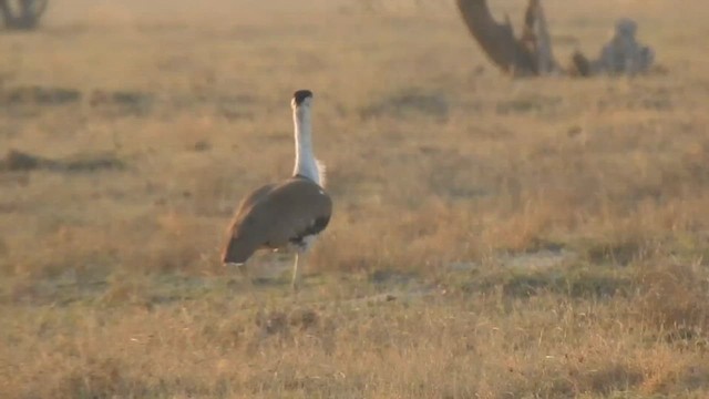 Great Indian Bustard - ML617293746