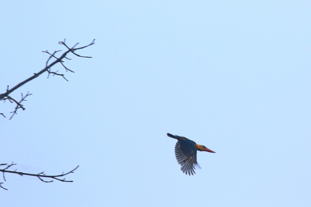 Stork-billed Kingfisher - Yousif Attia