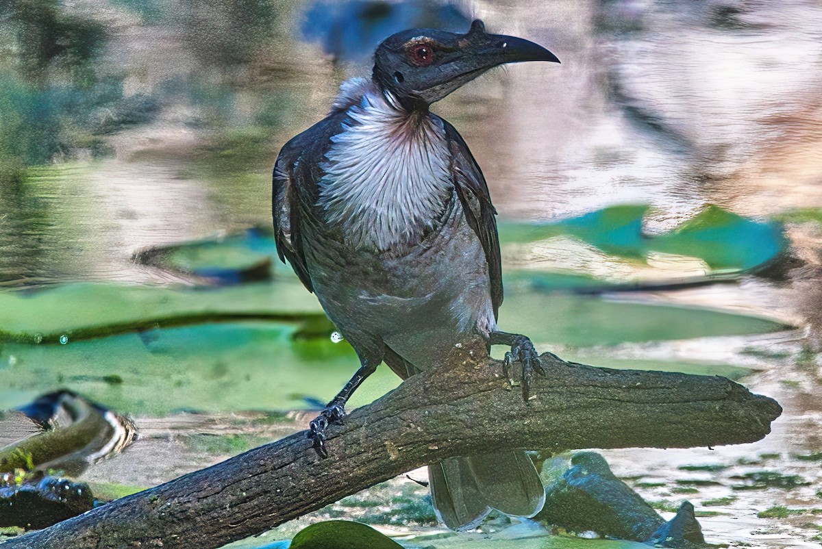 Noisy Friarbird - ML617293805