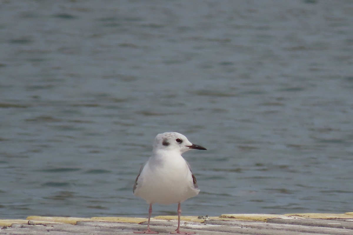 Mouette de Bonaparte - ML617293820