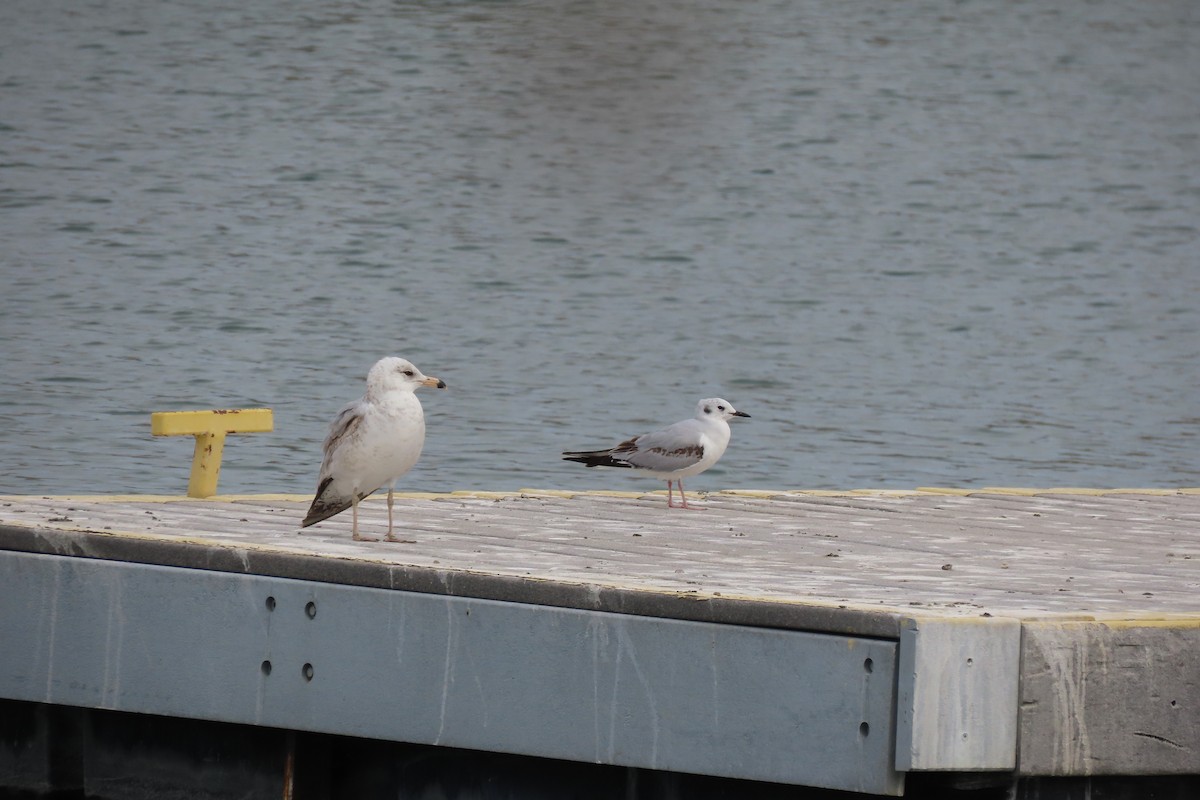 Mouette de Bonaparte - ML617293821