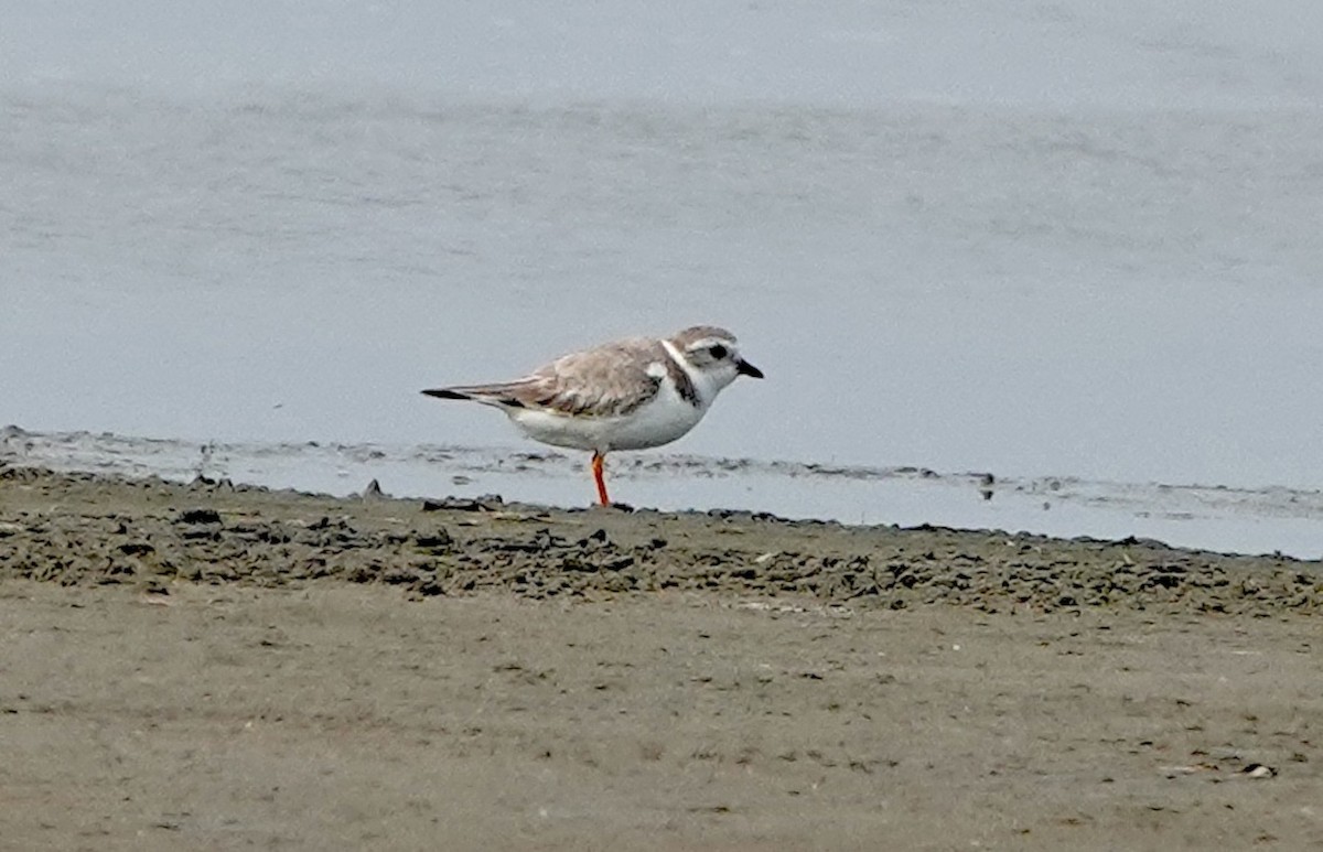 Piping Plover - ML617293826