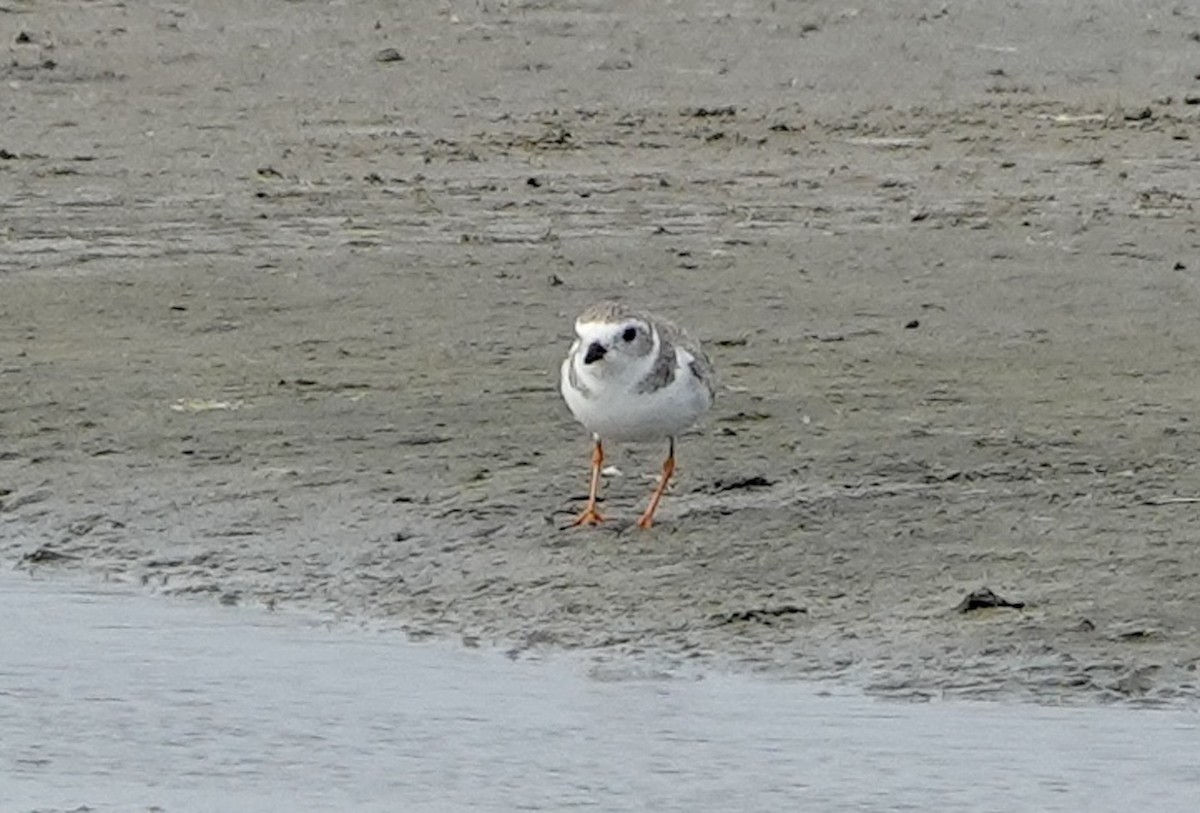Piping Plover - ML617293828