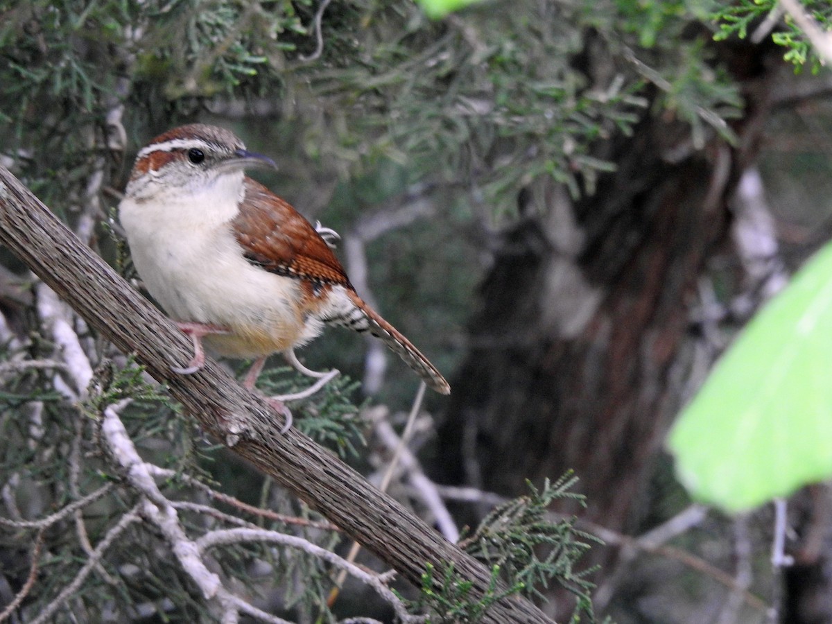 Carolina Wren - ML617293856