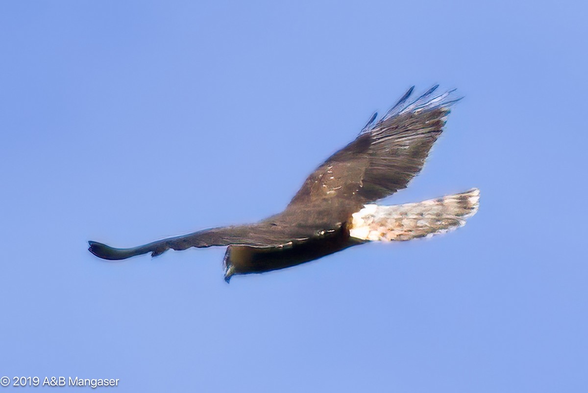 Swamp Harrier - ML617293871