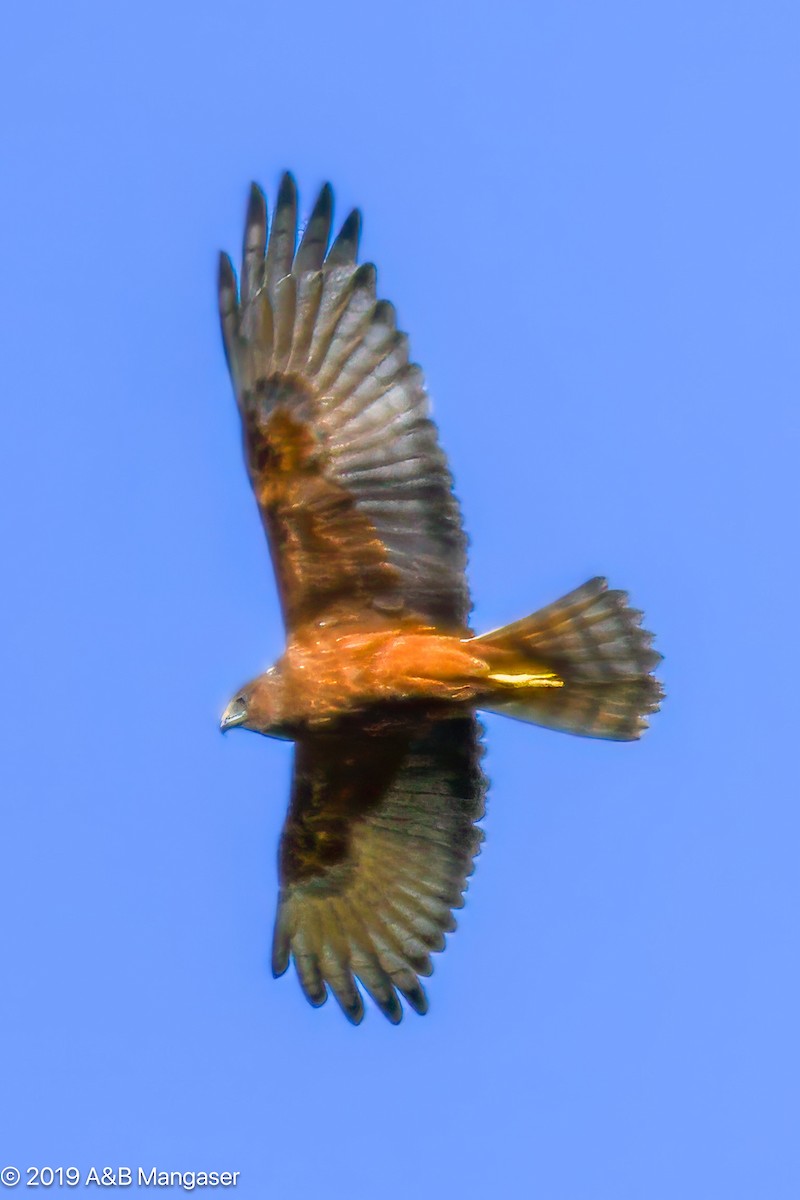 Swamp Harrier - ML617293872