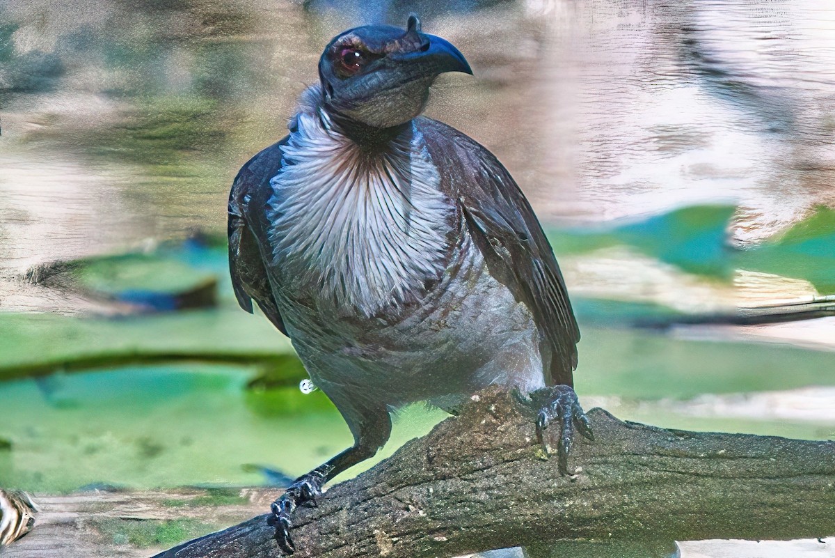 Noisy Friarbird - Alfons  Lawen