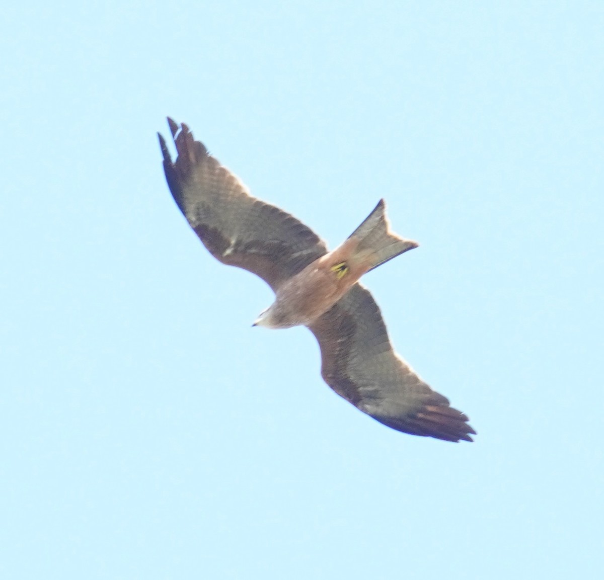 Black Kite - ML617293908