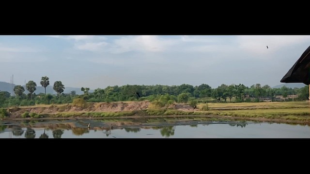 白燕窩金絲燕(fuciphagus群) - ML617293913