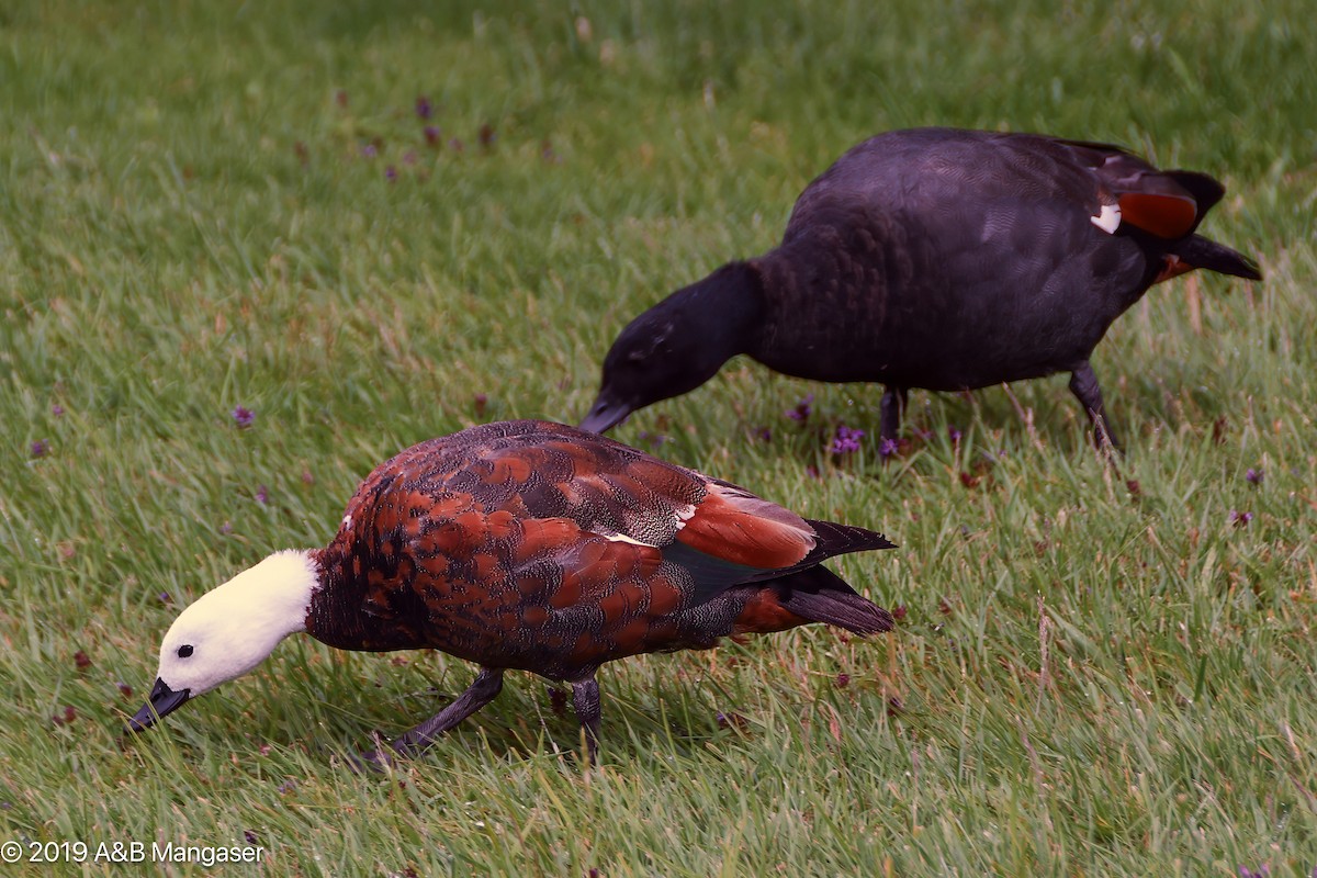 Paradise Shelduck - ML617293936