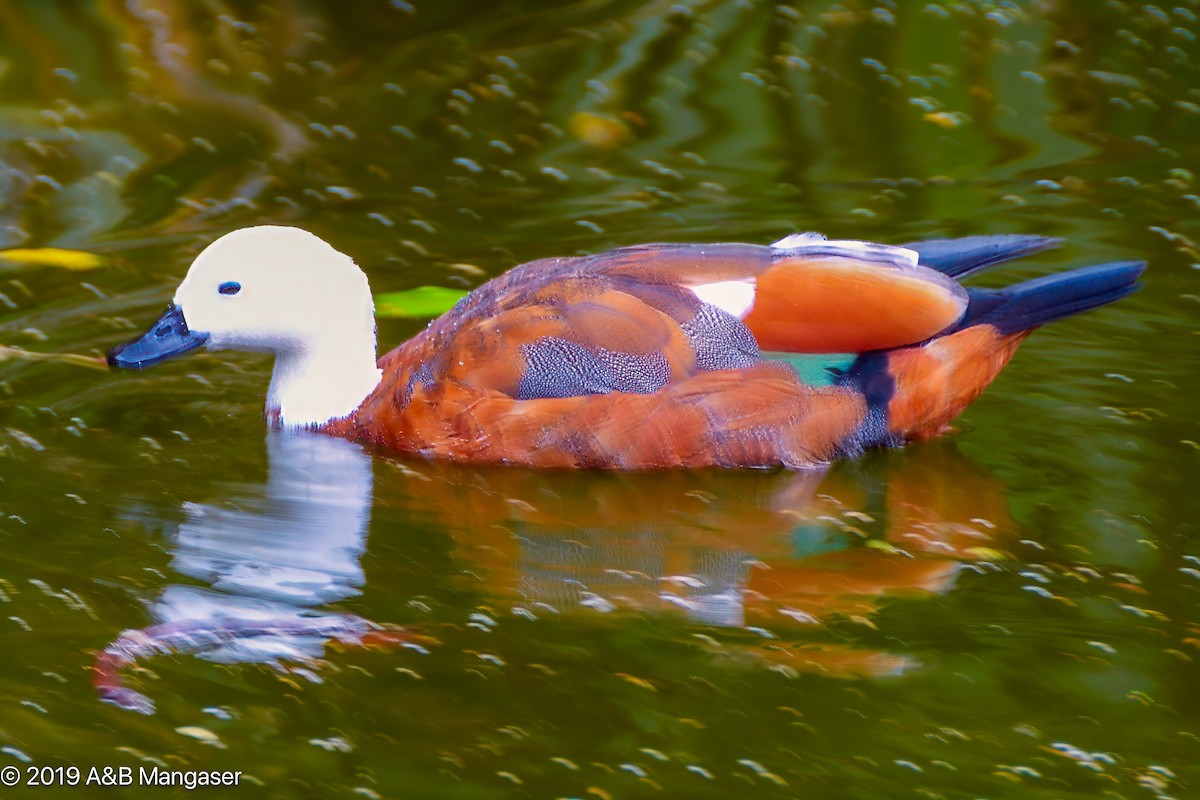 Paradise Shelduck - ML617293937