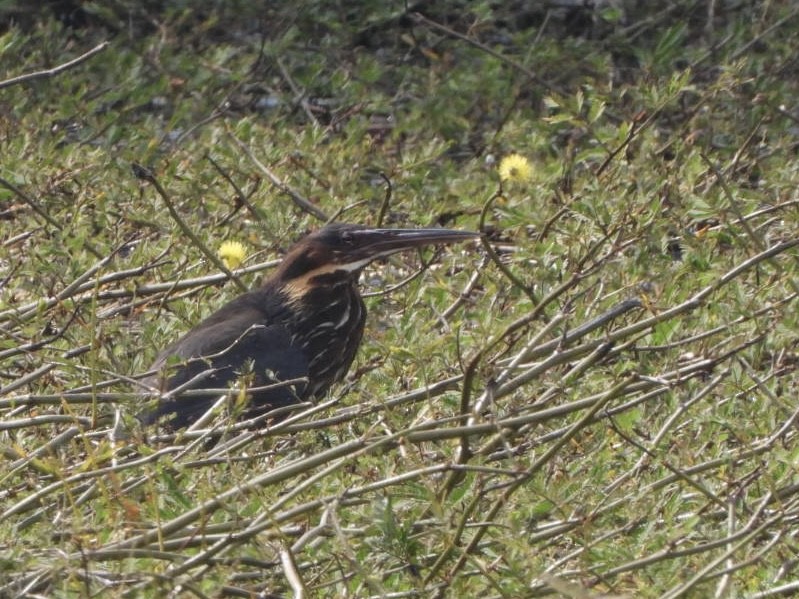 Black Bittern - ML617293950