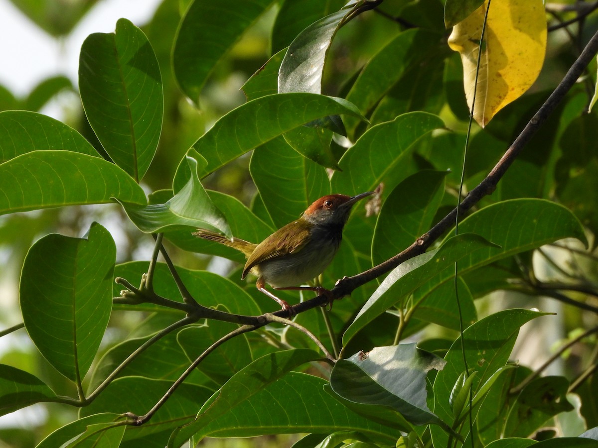 Dark-necked Tailorbird - ML617293964