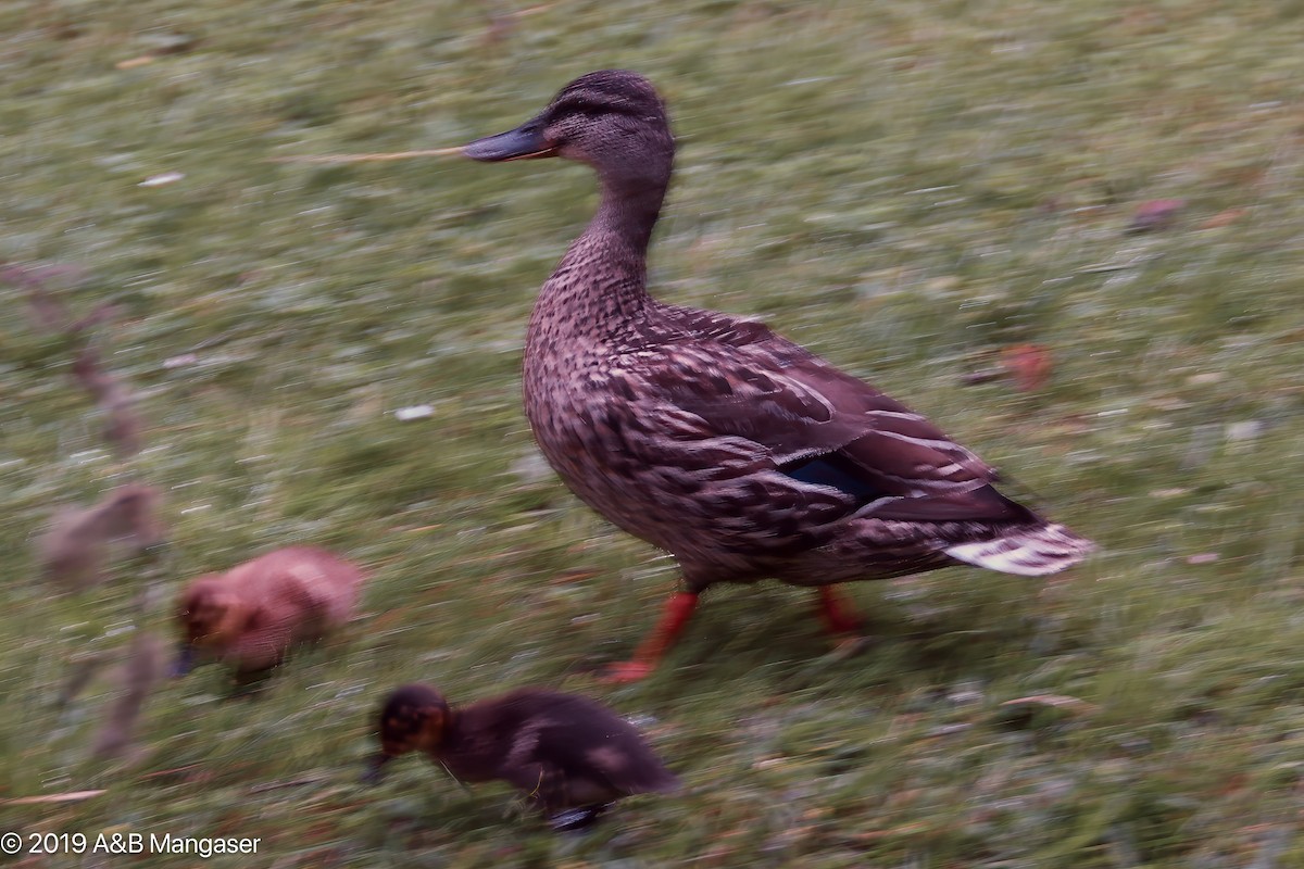 Mallard - Bernadette and Amante Mangaser