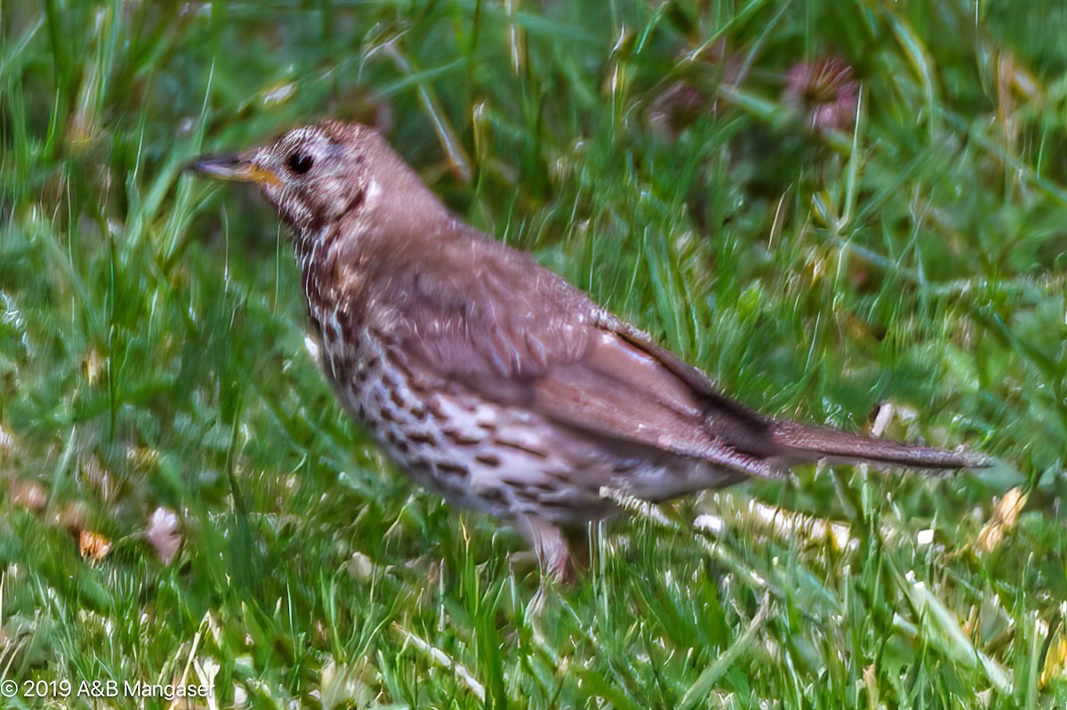 Song Thrush - Bernadette and Amante Mangaser