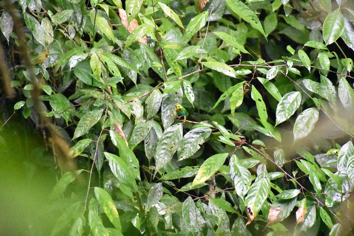 Multicolored Tanager - Santiago Bernal Arias