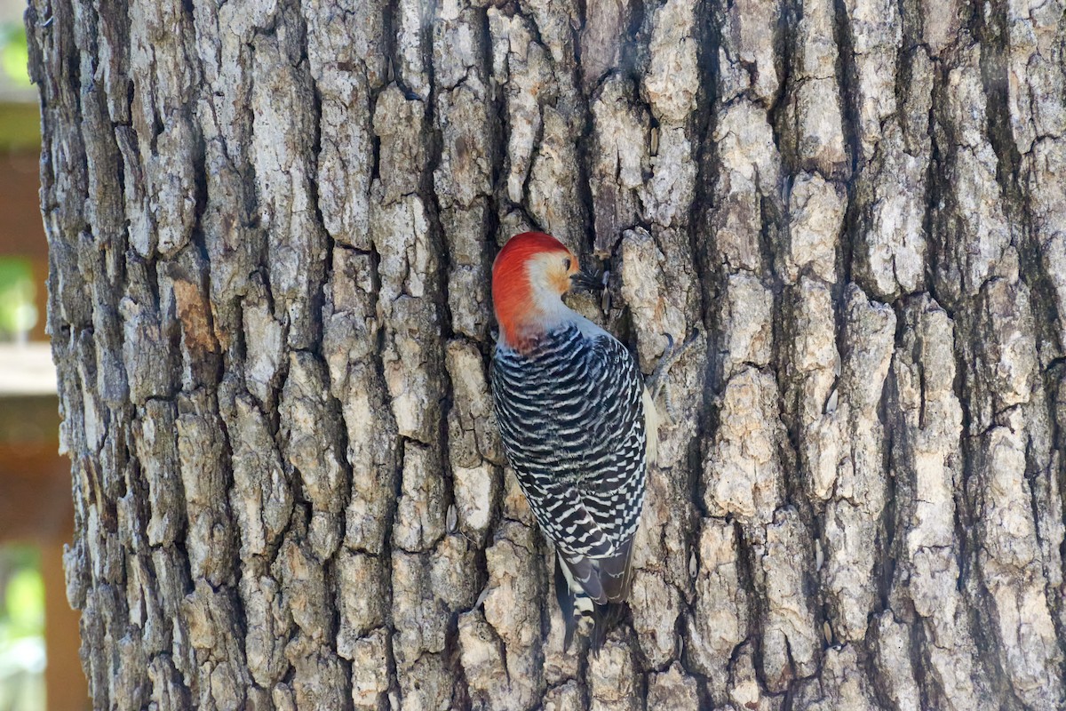 Red-bellied Woodpecker - ML617294061