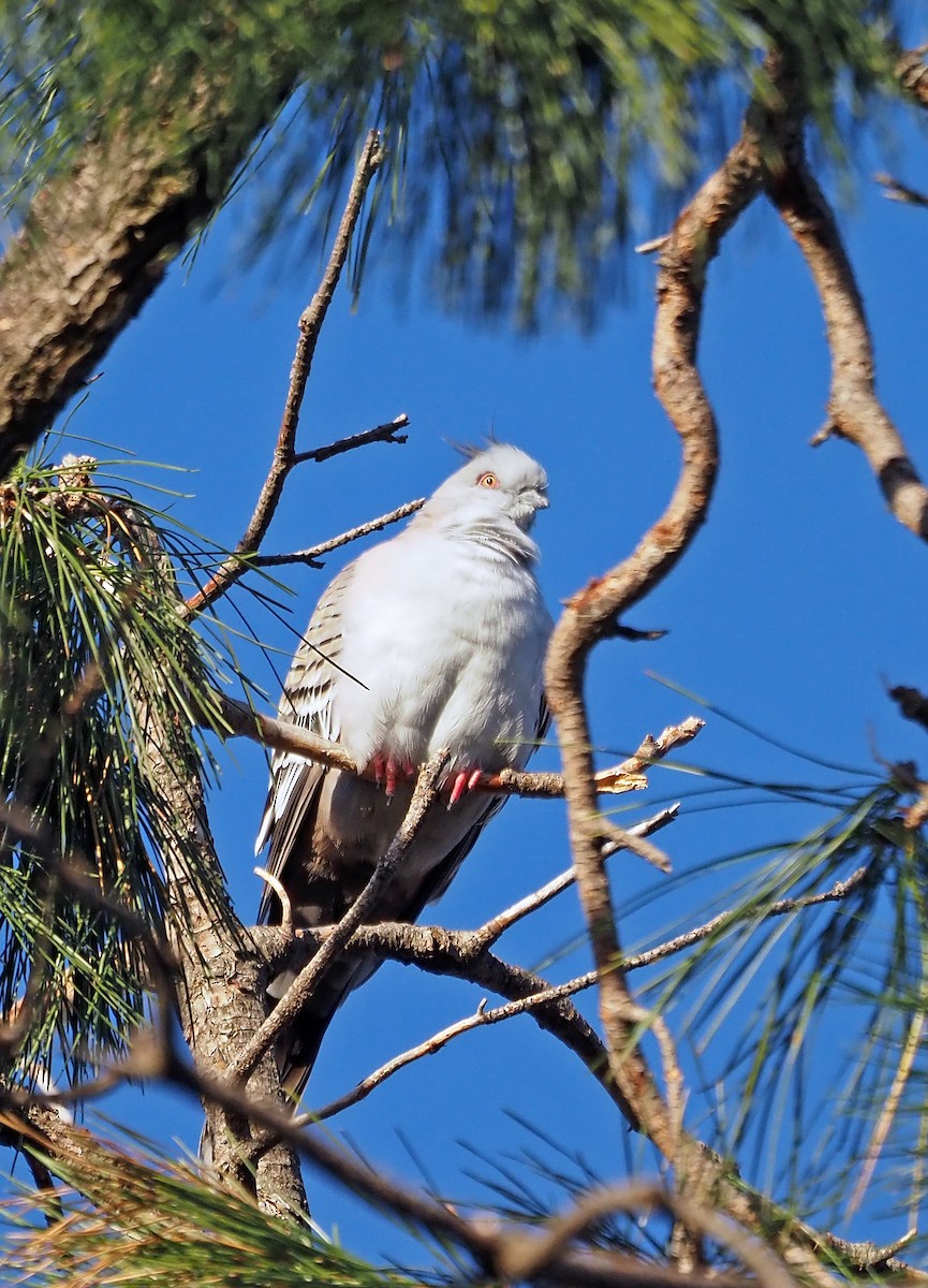 Crested Pigeon - ML617294069