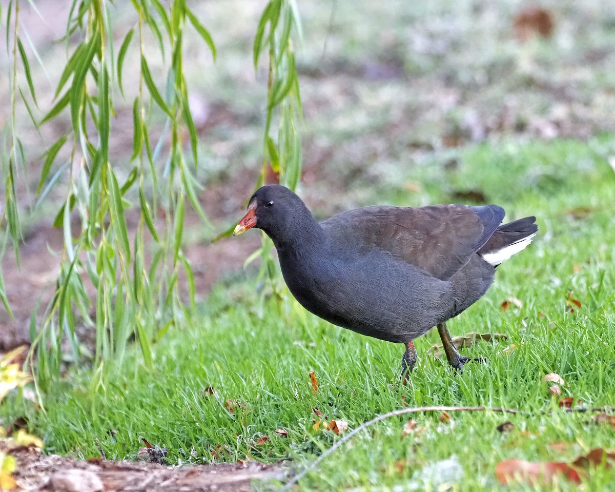 Dusky Moorhen - ML617294094