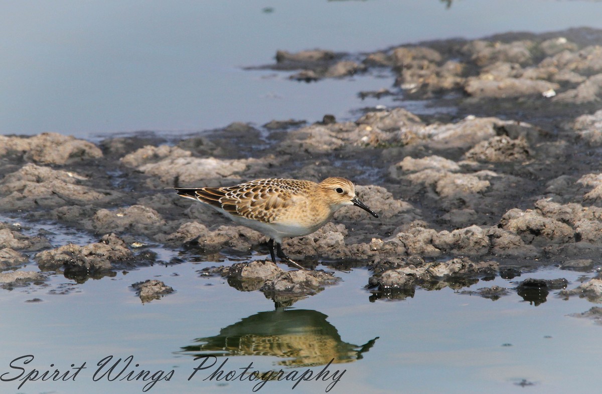 Baird's Sandpiper - ML617294119