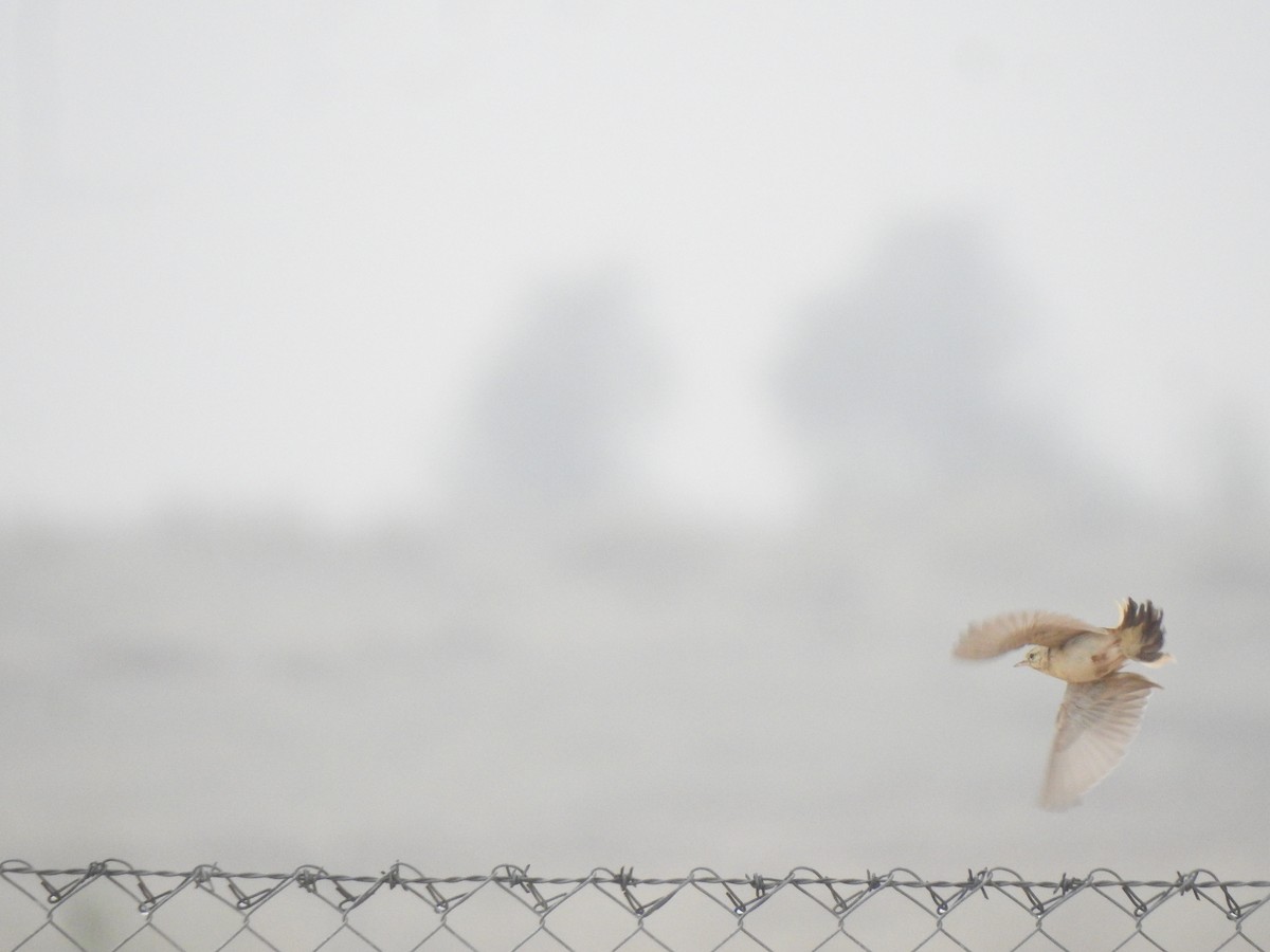 Long-billed Pipit - ML617294126