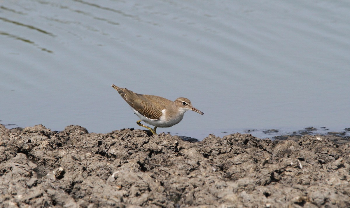 Spotted Sandpiper - ML617294161