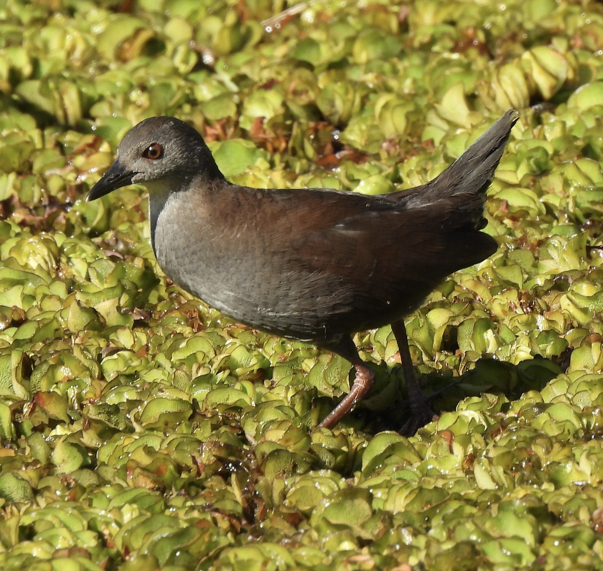 Spotless Crake - ML617294182