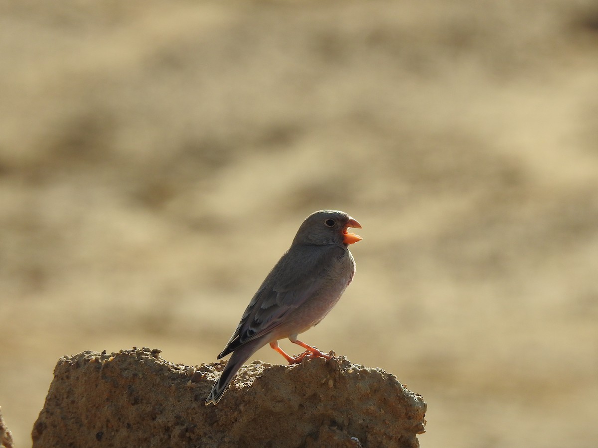 Trumpeter Finch - Francis D'Souza