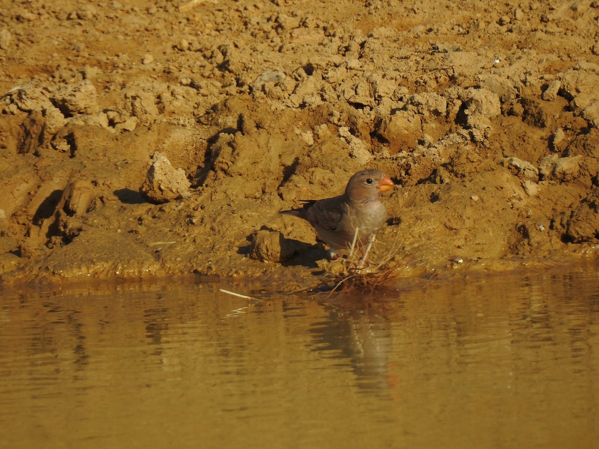 Trumpeter Finch - Francis D'Souza