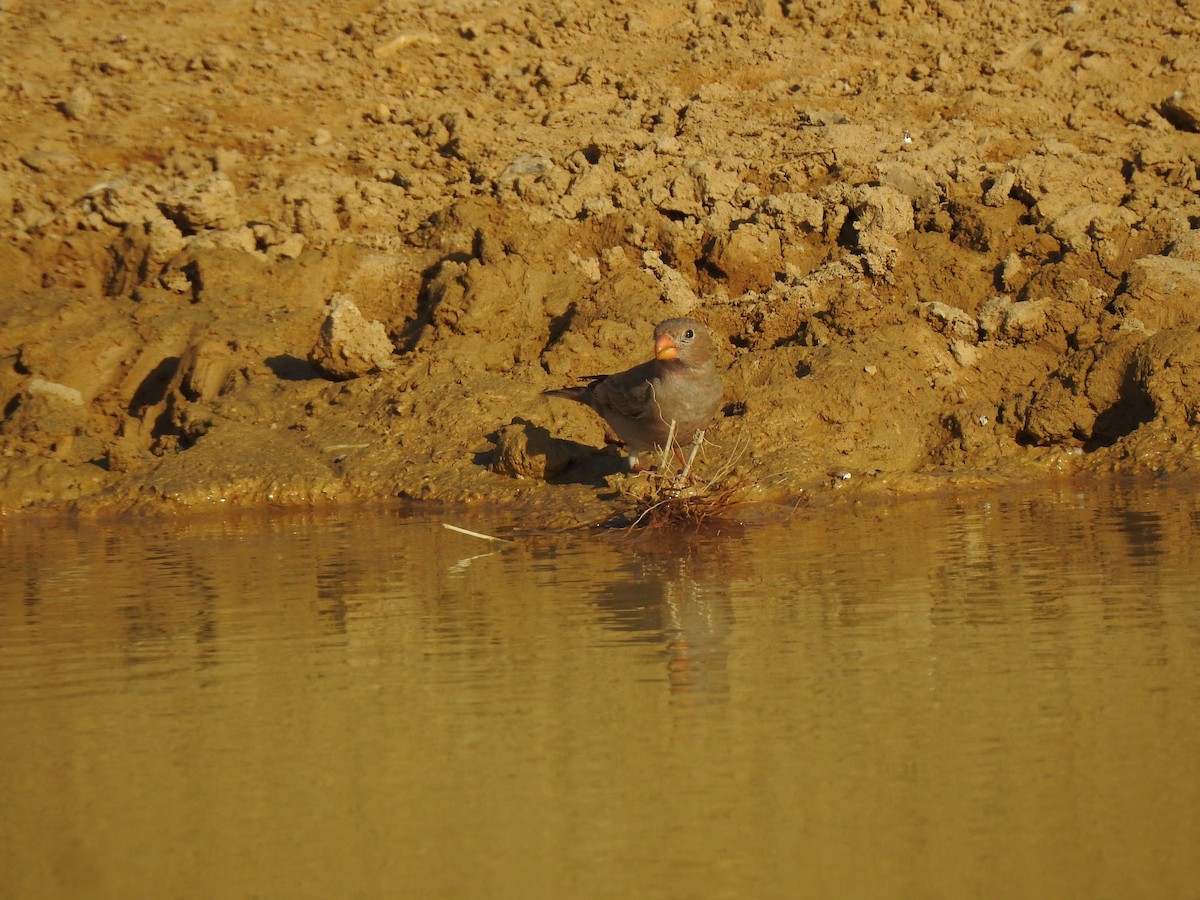 Trumpeter Finch - Francis D'Souza