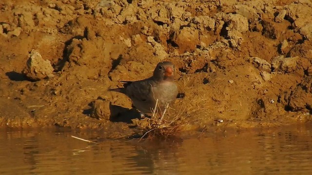 Trumpeter Finch - ML617294213