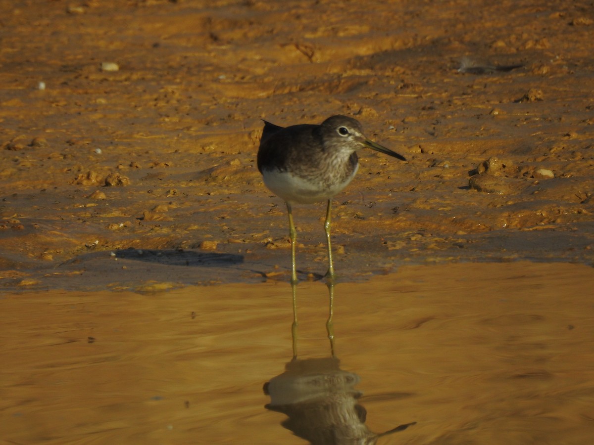 Common Greenshank - Francis D'Souza