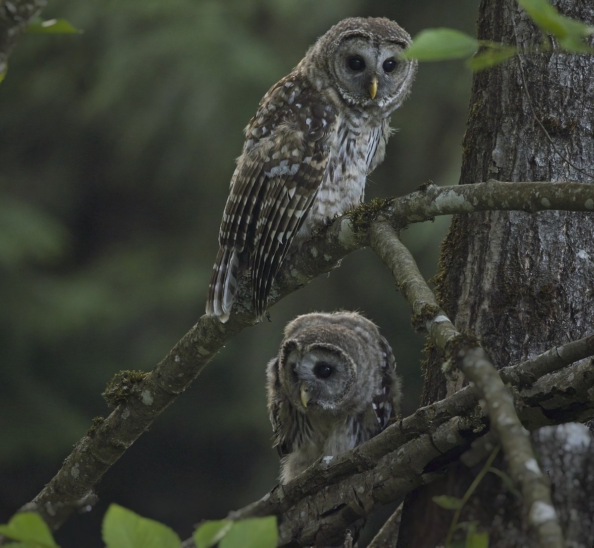 Barred Owl - ML617294237