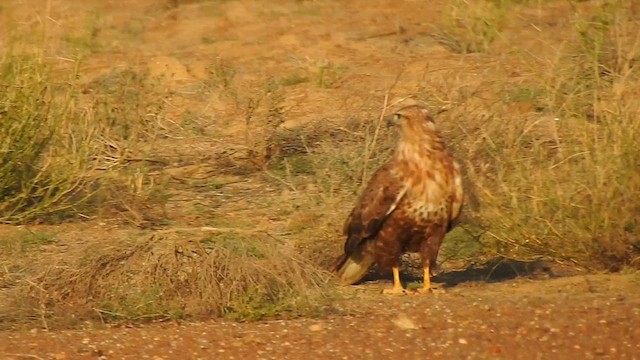 ニシオオノスリ - ML617294246