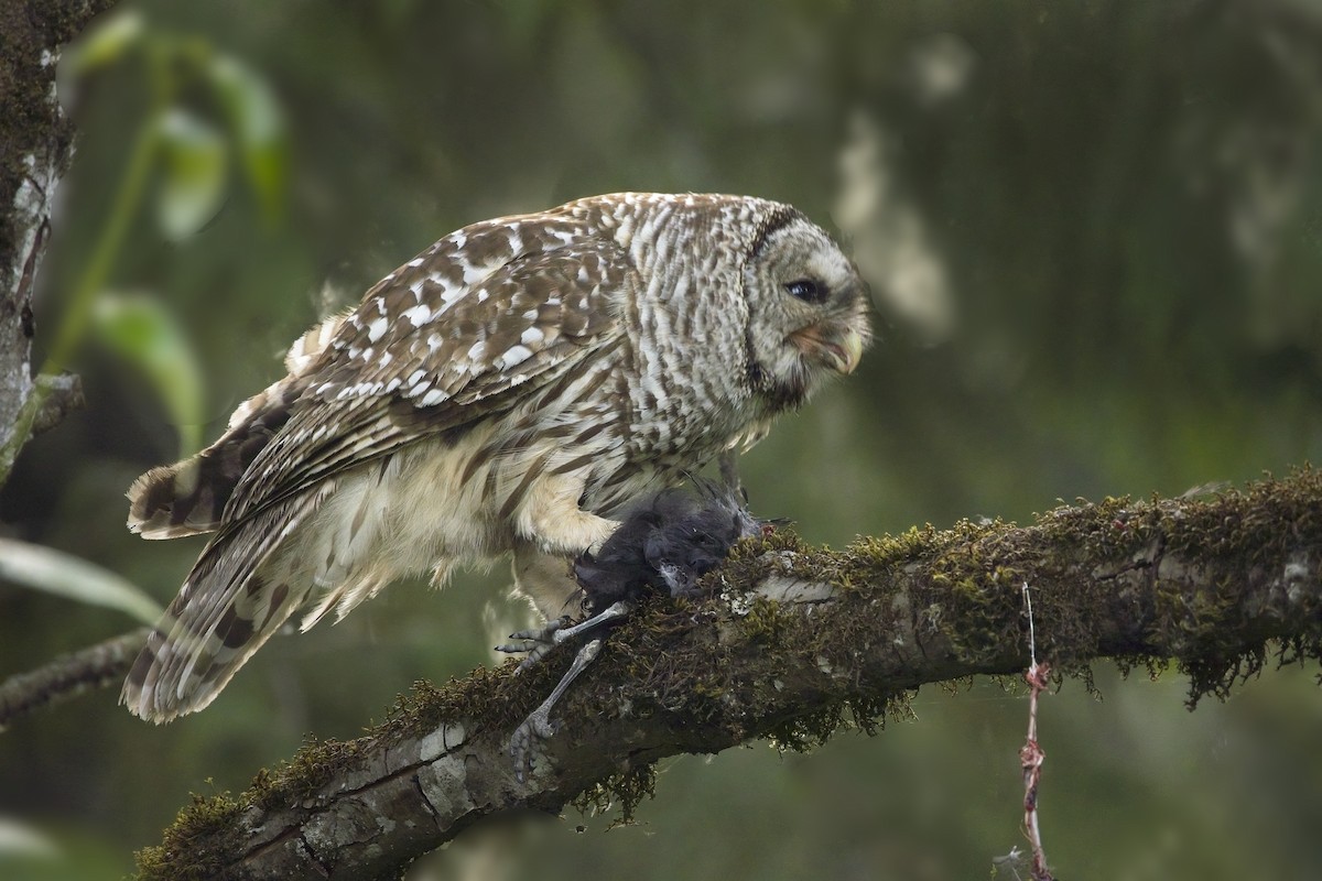 Barred Owl - ML617294262