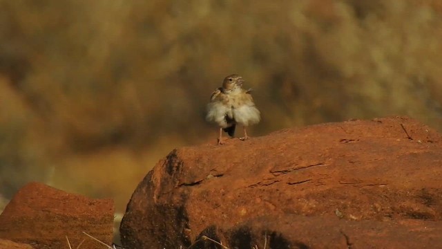 Black-crowned Sparrow-Lark - ML617294274