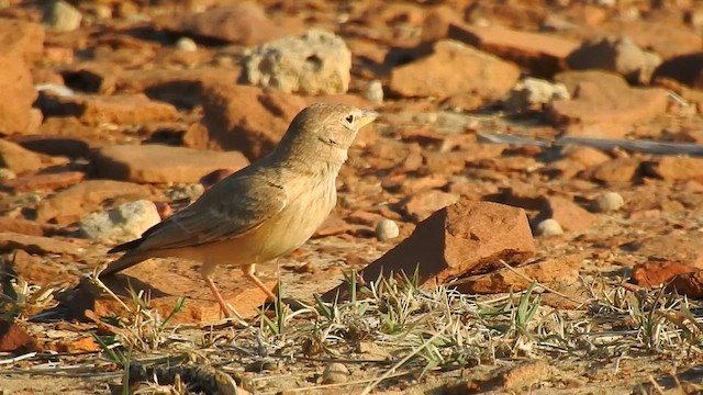 Desert Lark - ML617294291