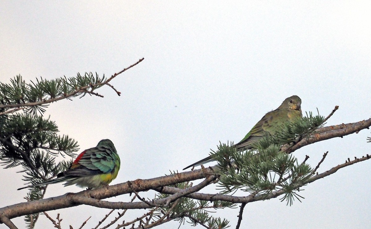Red-rumped Parrot - ML617294315