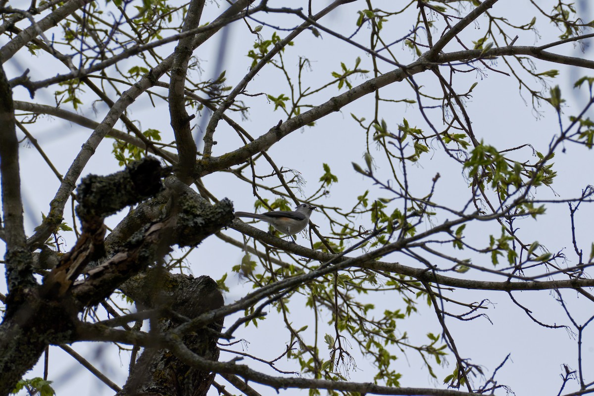 Tufted Titmouse - ML617294333