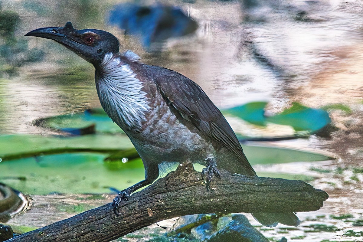 Noisy Friarbird - ML617294362