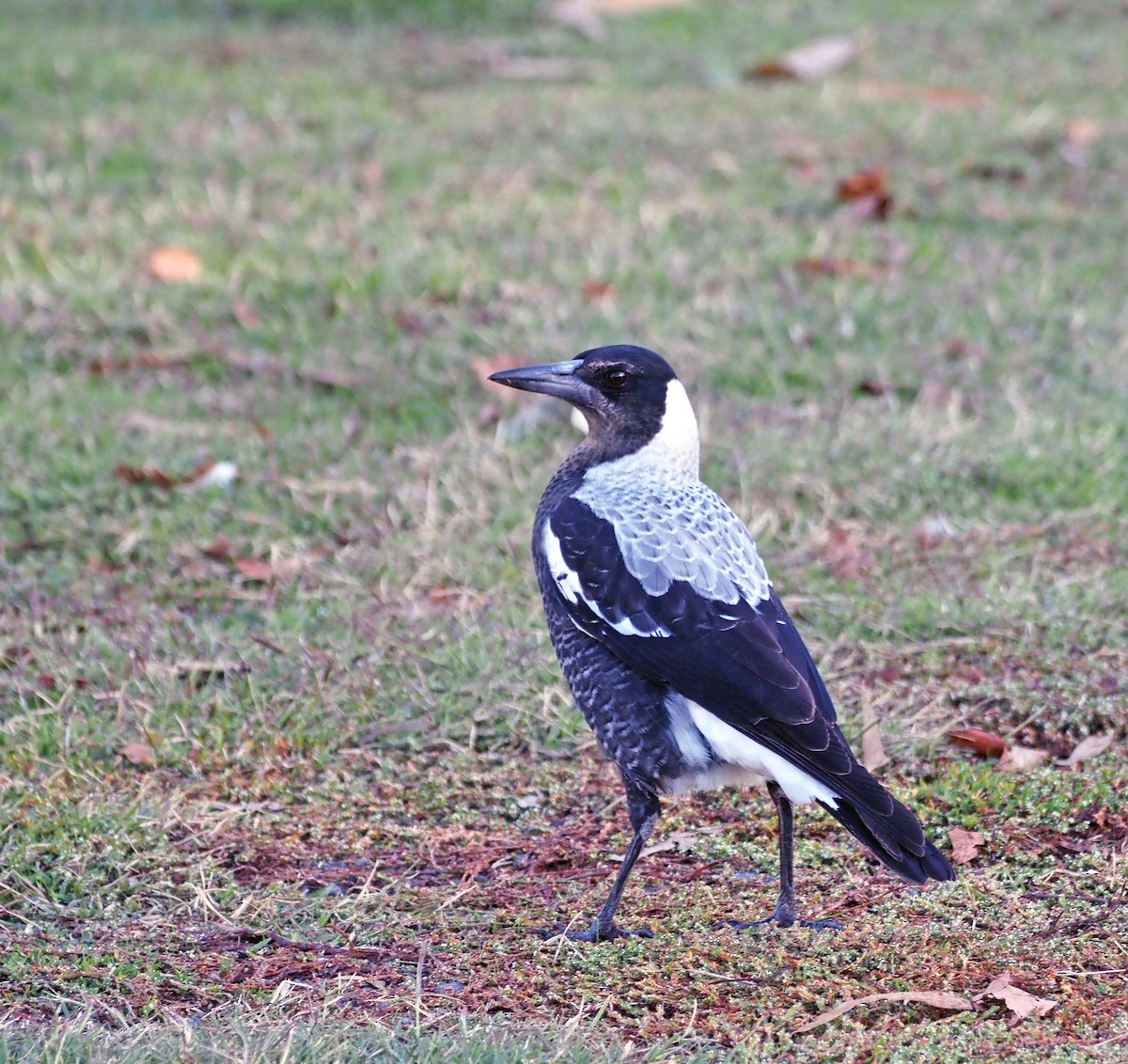 Australian Magpie - ML617294363