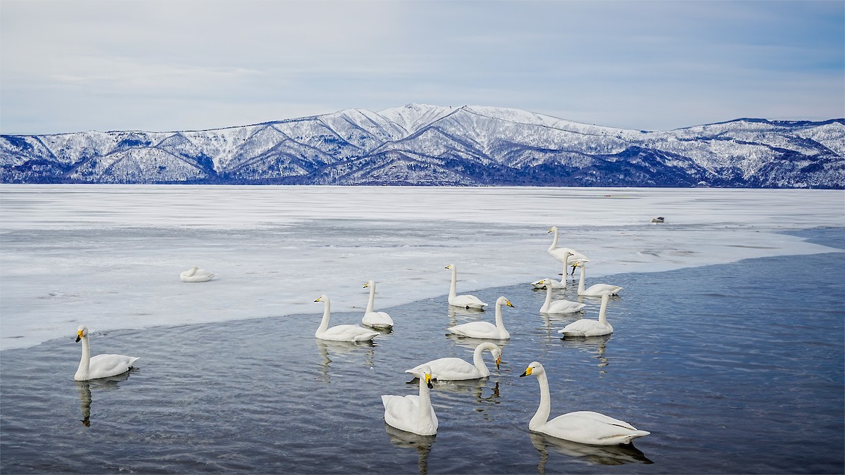 Whooper Swan - ML617294402