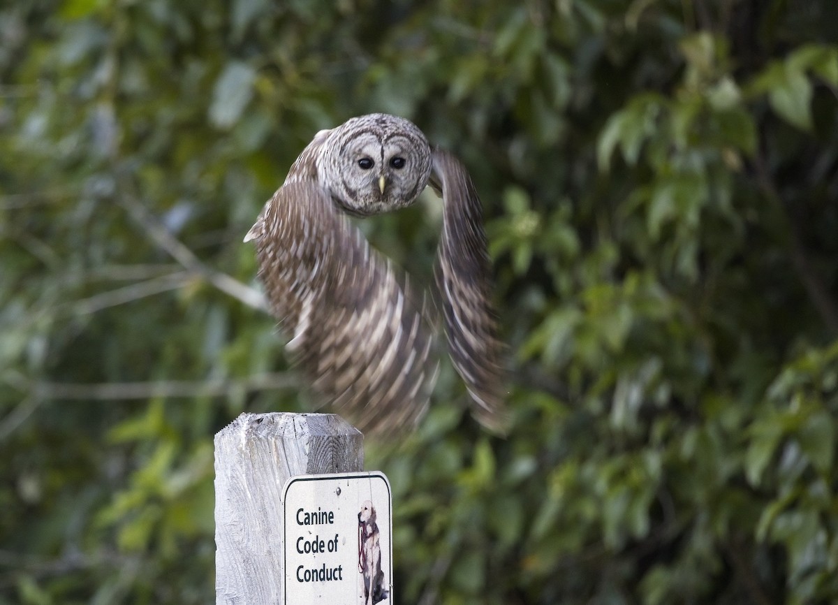 Barred Owl - ML617294424