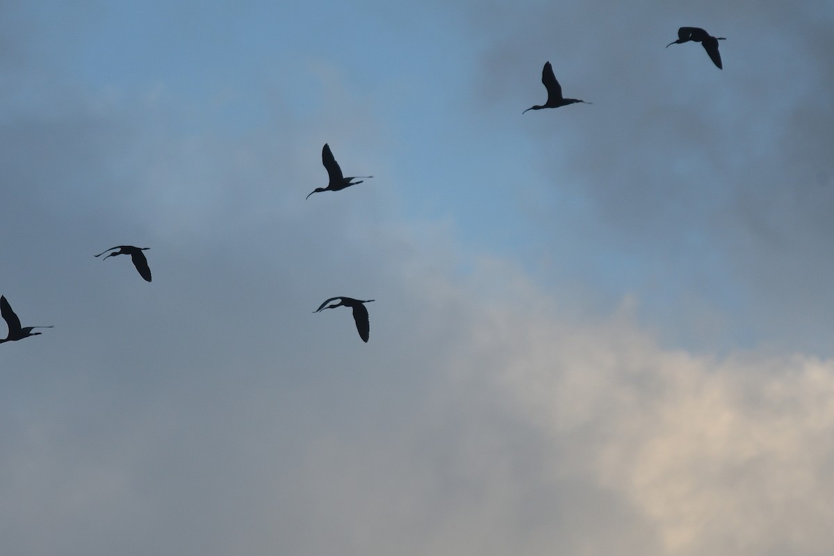 Glossy Ibis - ML617294440