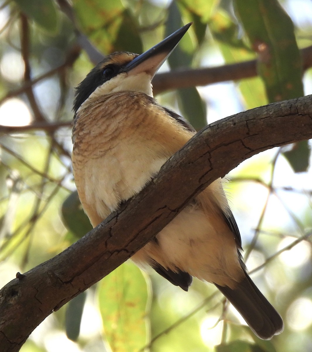 Sacred Kingfisher - ML617294479