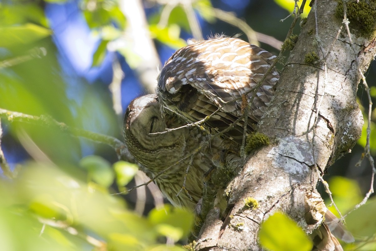 Barred Owl - ML617294531